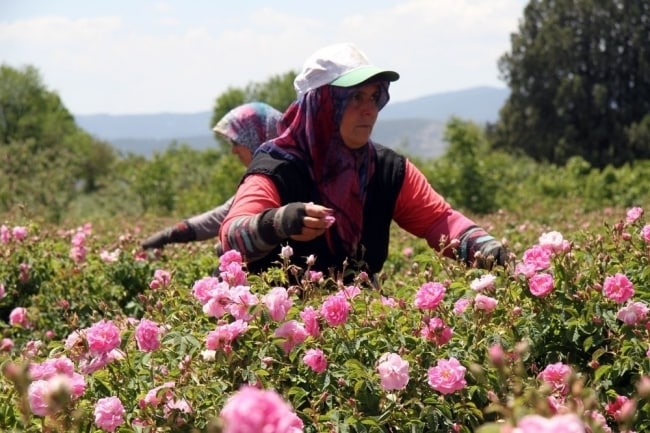 Turkiyaning atirgul bog‘i – Isparta