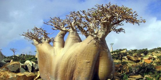 Afrikani “qutqargan” daraxt...
