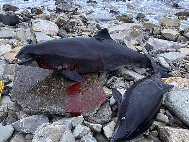 Kerch ko‘rfazidagi ekologik ofat: 30 dan ortiq delfin halok bo‘ldi