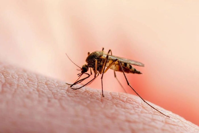 Kubada chivindan yuqadigan viruslar tufayli 33 kishi o‘ldi