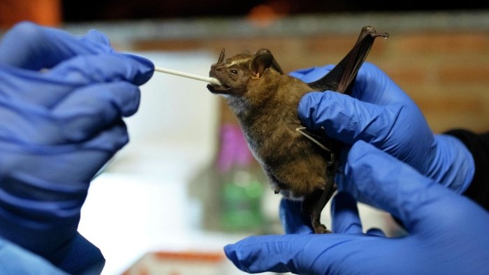 Ko‘rshapalaklarda koronavirusning yangi turi aniqlandi (video) Ko‘rshapalaklarda koronavirusning yangi turi aniqlandi (video)