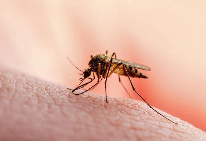 Кубада чивин чақиши орқали юқадиган вируслар туфайли 33 киши ҳаётдан кўз юмди