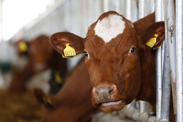  Hayvonlarni identifikasiya qilish tartibga solindi