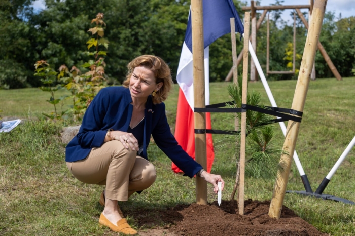 Fransiya elchisi Olimpiada oldidan Rucava bog‘iga qarag‘ay daraxti o‘tqazdi