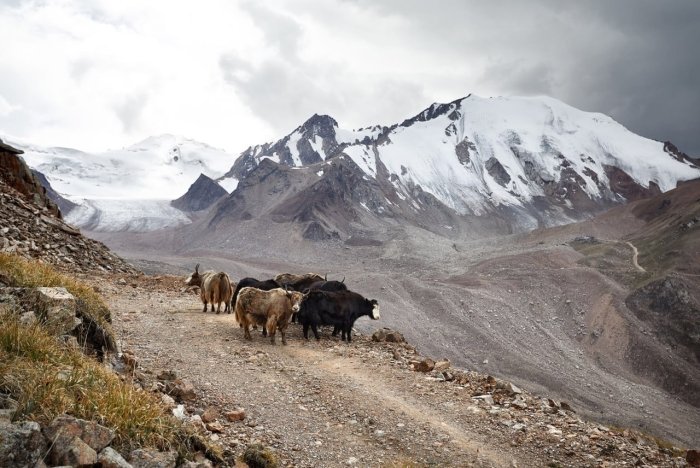 Markaziy Osiyoda suv xavfi: muzliklar tez eriyapti