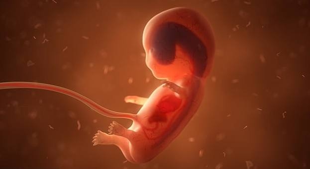 Isroil inson embrionlarini mexanik bachadonda o‘stiradi