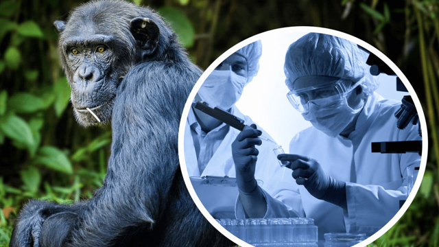Италияда маймун чечак инфекциясининг юқтирганлар 70 нафардан ошган