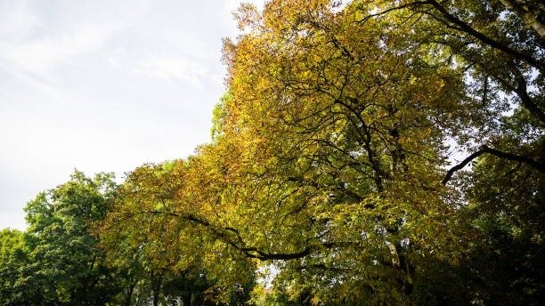 15 sentyabr kuni uchun ob-havo prognozi berildi