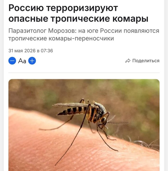 Россияда хавфли тропик чивинлар тарқалмоқда