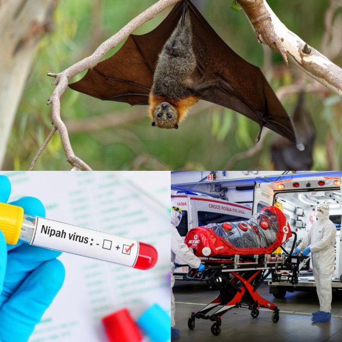 Nipax virusining O‘zbekiston hududida tarqalish ehtimoli bormi?