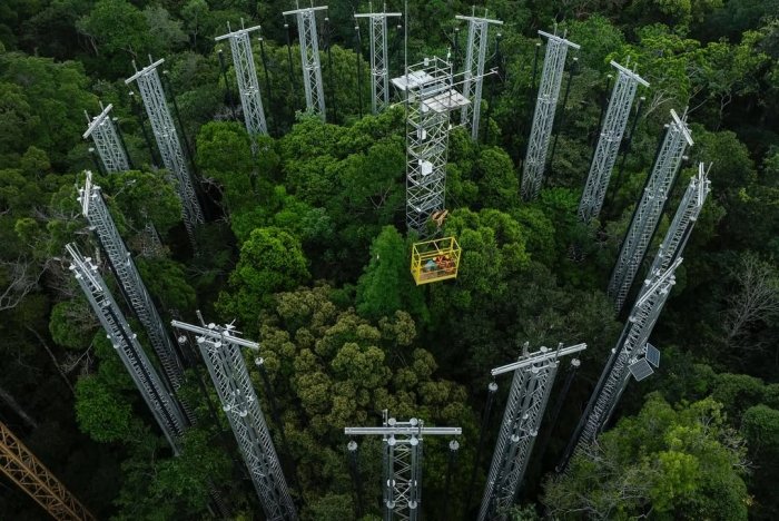 Бразилияда келажак иқлимини тақлид қиладиган «ўрмон вақт машинаси» ишга туширилди