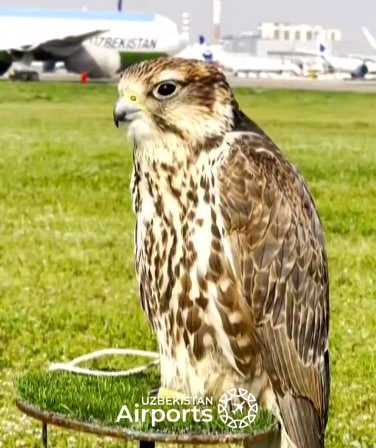 Хавфсизликни таъминловчи лочинлар: Тошкент аэропорти орнитологлари парвозларни қандай ҳимоя қилади