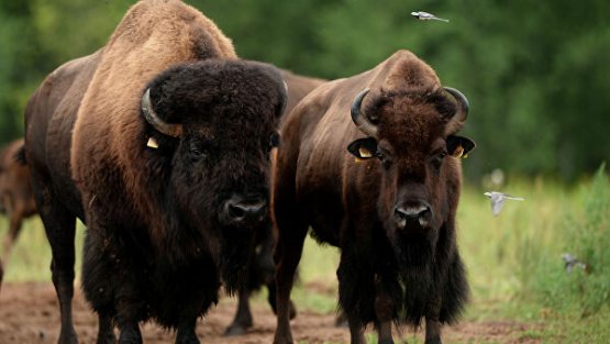 Буюк Британияга 6000 йил ичида биринчи марта ёввойи бизонлар қайтарилади