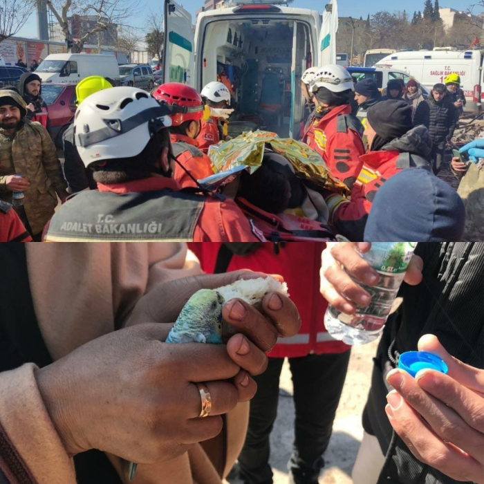 Turkiyalik bolakayning harakati butun dunyoni hayajonga soldi