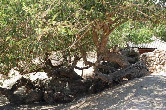 Tabiat mo‘’jizasi: Ohangarondagi muhabbat daraxti (foto)