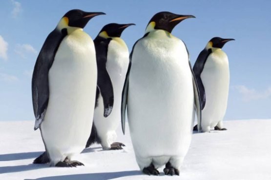 Antarktidada ilgari noma’lum bo‘lgan imperator pingvinlari koloniyasi topildi