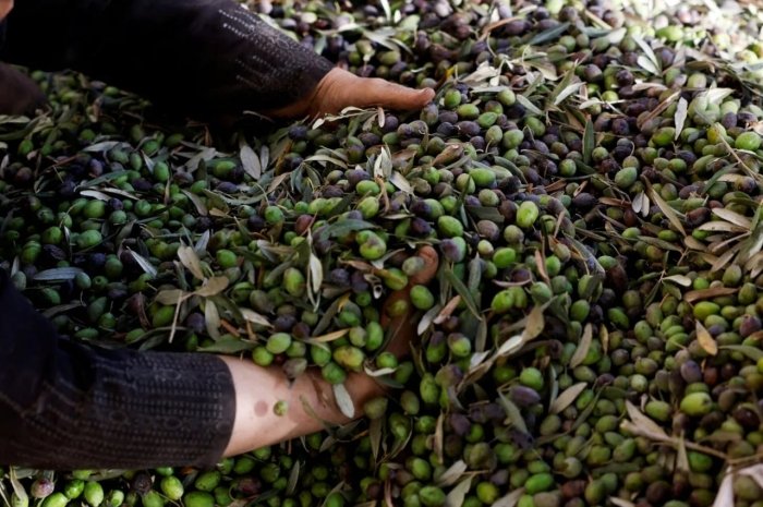 Фаластин маҳсулотлари Европада сотув рекордларини янгиламоқда