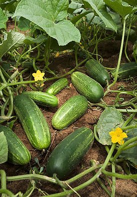 Bir hafta ichida O‘zbekistonda bodring narxi ikki baravardan ortiq oshdi — East-Fruit