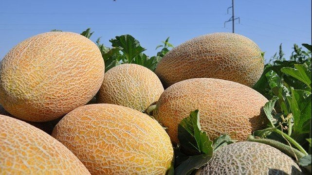 O‘zbekistondan Buyuk Britaniyaga 10 tonna qovun eksport qilindi