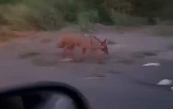 Урганчда шоқоллар юрибдими?