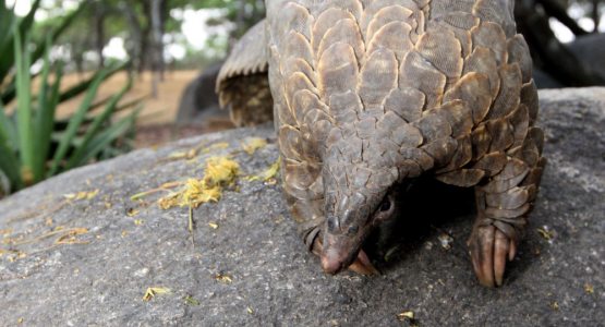 Olimlar yana bir koronavirus tarqatuvchisini aniqladi