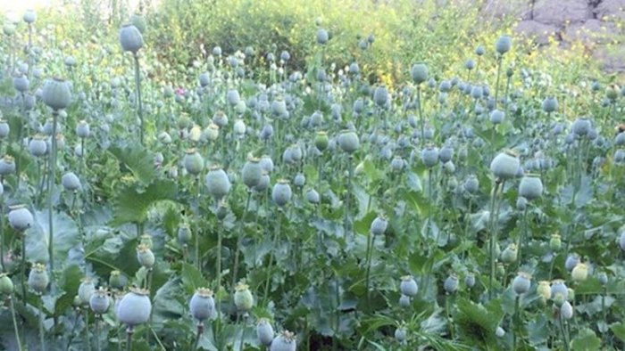 Giyohvandlik vositalarini yetishtirayotganlarga sud hukmi o‘qildi