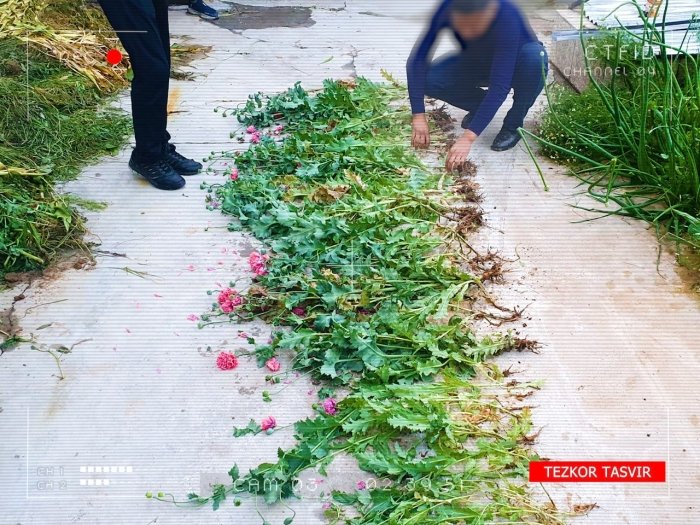 Хонадонда гиёҳвандлик ўсимликлари етиштирган шахсга нисбатан жиноят иши қўзғатилди