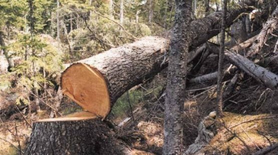 Endi Vazirlar Mahkamasi ham daraxt kesish va ko‘chirishga ruxsat bera olmaydi