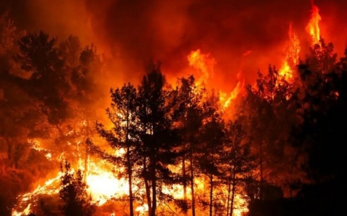 Turkiyada o‘rmon yong‘inlari tufayli 10 kishi hibsga olindi