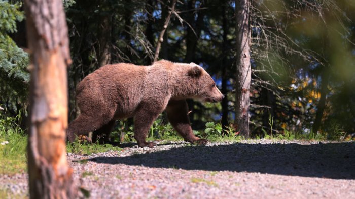 Alyaskada ayiq amerikalik harbiylarga hujum qildi