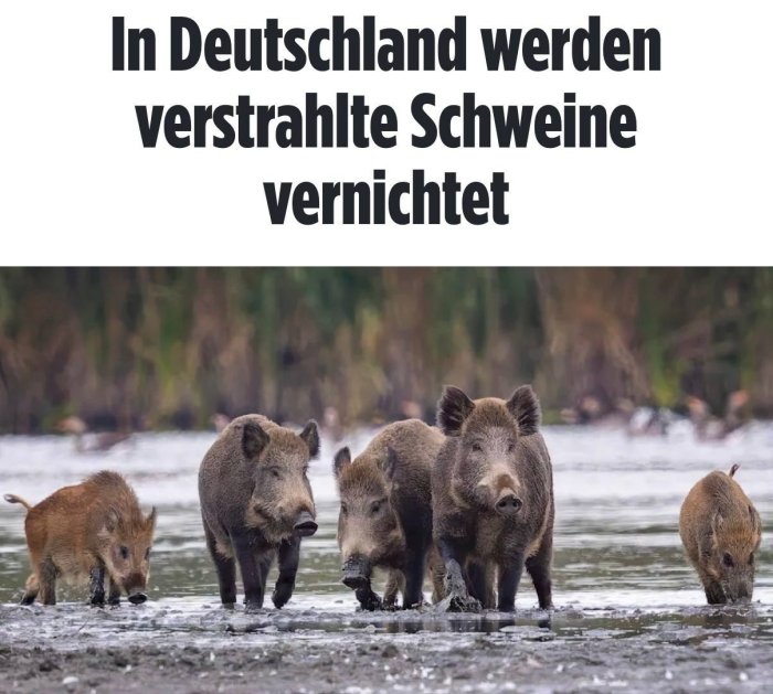 Germaniyada bir yil ichida qariyb 3 ming radioaktiv yovvoyi to‘ng‘iz otib tashlandi — Bild