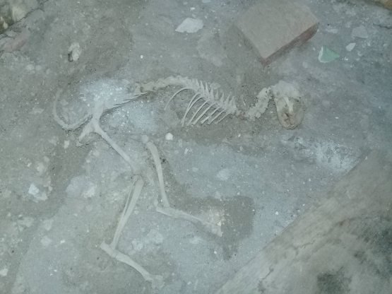 Arxeologlar diqqatiga: Rishton tumanidan dinozavr qoldiqlari topildi