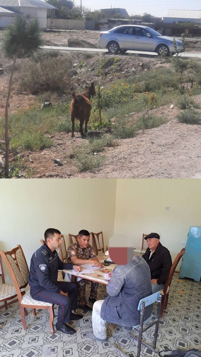 Navoiyda fuqaro echkisi ko‘chatga shikast yetkazgani uchun jarimaga tortildi