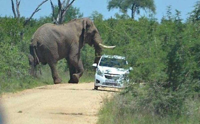 Hindistonda quturgan fil 17 kishini o‘ldirdi