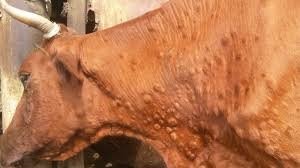 Эмлаш бошланди: Қорамолларда “Нодуляр дерматит” тарқалганми?