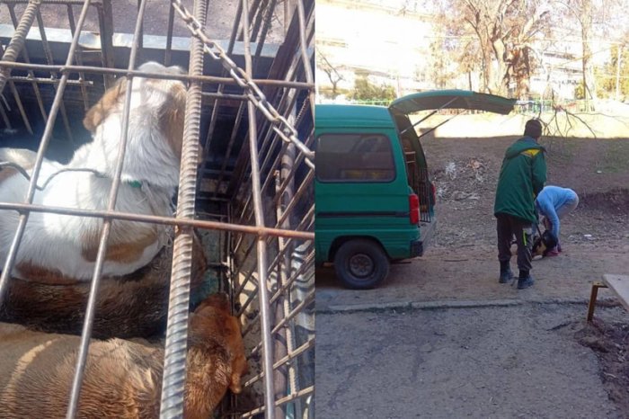 Ангренда мактаб ўқувчисини дайди ит талагач, у вафот этди