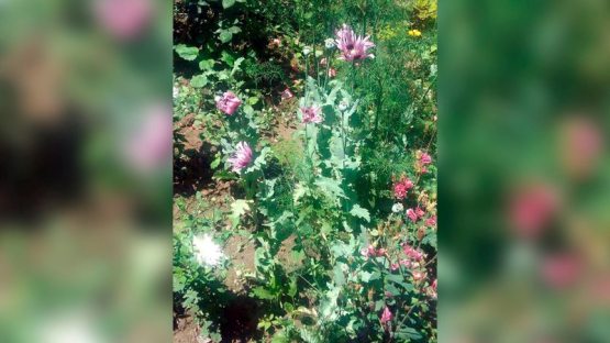 Navoiyda 56 yoshli onaxonning anor ostidagi “ko‘knor”lari ko‘karmay qoldi