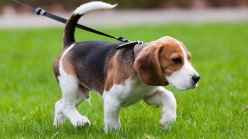 Endi  uy hayvonlarini zinapoyalar va balkonlarda saqlash taqiqlanadi