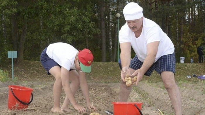 Россияда картошка етишмаяпти: Ҳатто Лукашенко ҳам энди ёрдам бера олмайди