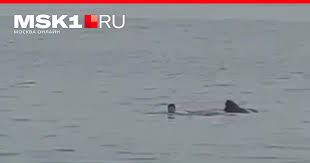 Мисрнинг Хургада шаҳридаги пляжда 23 ёшли россиялик акула ҳужуми оқибатида вафот этди