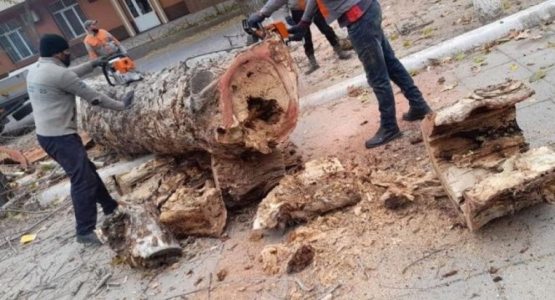 O‘zbekistonda yil oxiriga qadar daraxtlarni kesish man etildi