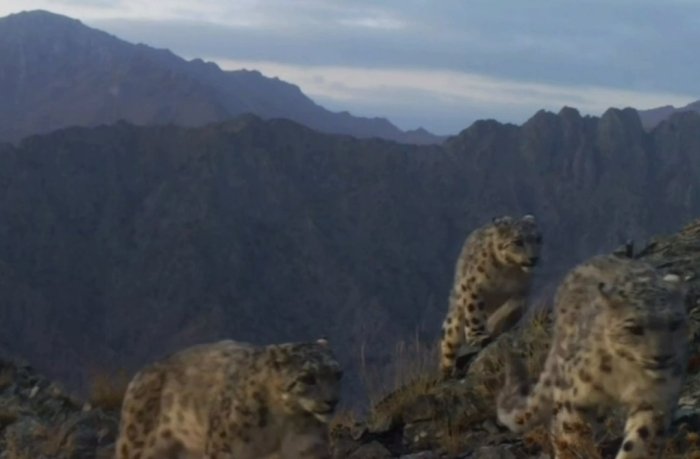 “Hisor” qo‘riqxonasida fotoqopqonga qor qoplonlari to‘dasi tushdi