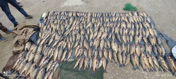 Buxoroda Qizil kitobga kiritilgan baliqlarni noqonuniy ovlaganlar 717 mln so‘m jarimaga tortildi