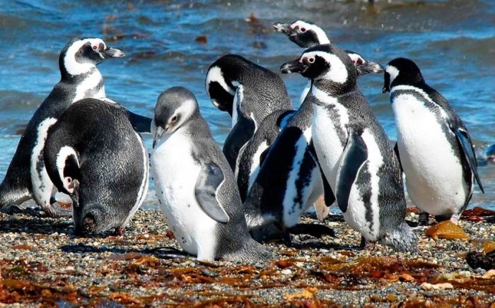 Argentinada tadbirkor 100 ta pingvinning o‘limida aybdor deb topildi