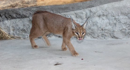 Тошкент зоопаркига силовсин ва мангустлар олиб келинди