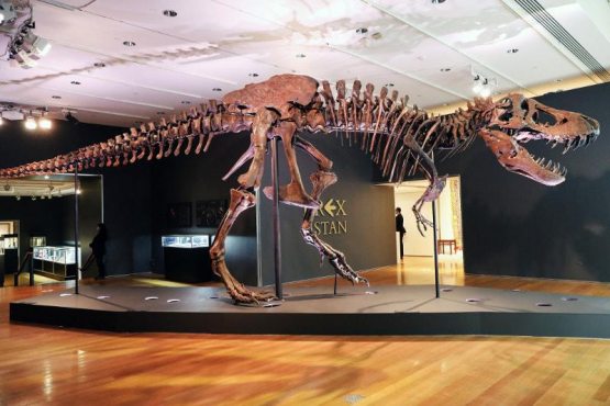 Нью-Йоркдаги аукционда тираннозавр скелети рекорд нархда сотилди