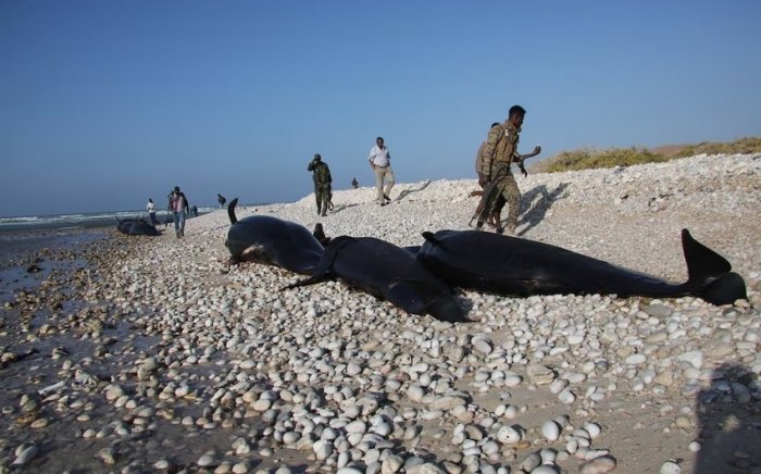 Somali qirg‘oqlarida 100 dan ortiq o‘lik delfinlar topildi