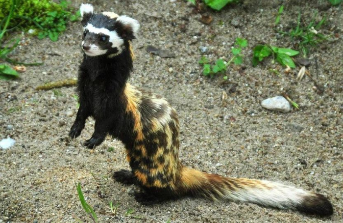 Qizil kitobga kiritilgan olako‘zan va qirg‘iy burguti ochiq tabiatga qo‘yib yuborildi
