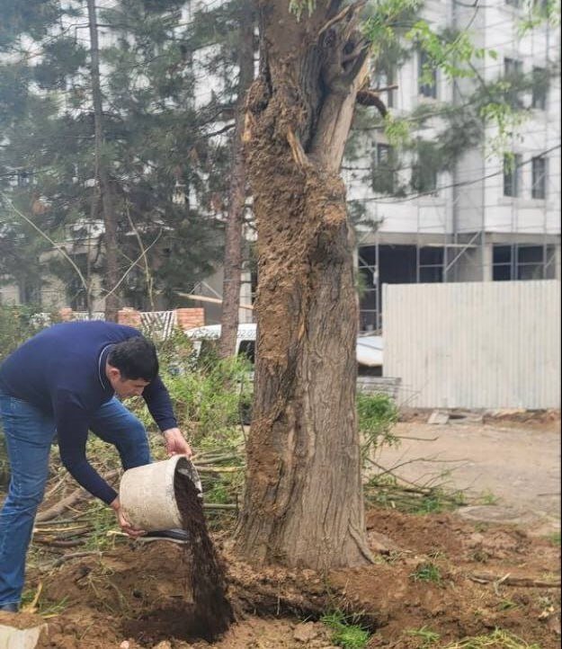 Toshkentda bir guruh niqobli shaxslar ekskavator yordamida daraxt kesishdi