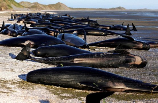 Yangi Zelandiyada 50 ta qora delfin o‘zini qirg‘oqqa tashladi